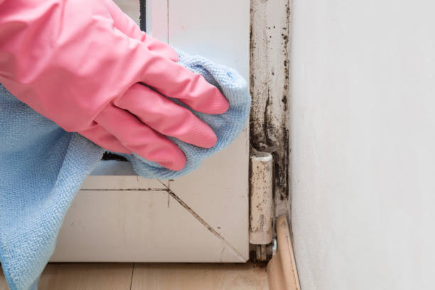Best DIY Mold Remediation Support Services in Hide A Way Lake, MS